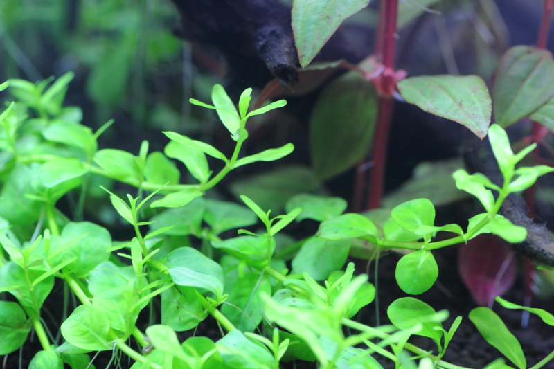 ソイルで育成　植栽6日目
